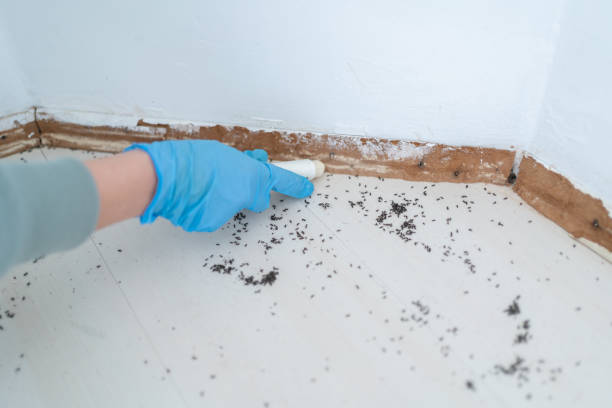 Best Cockroach Control Services  in Leisure Village West, NJ